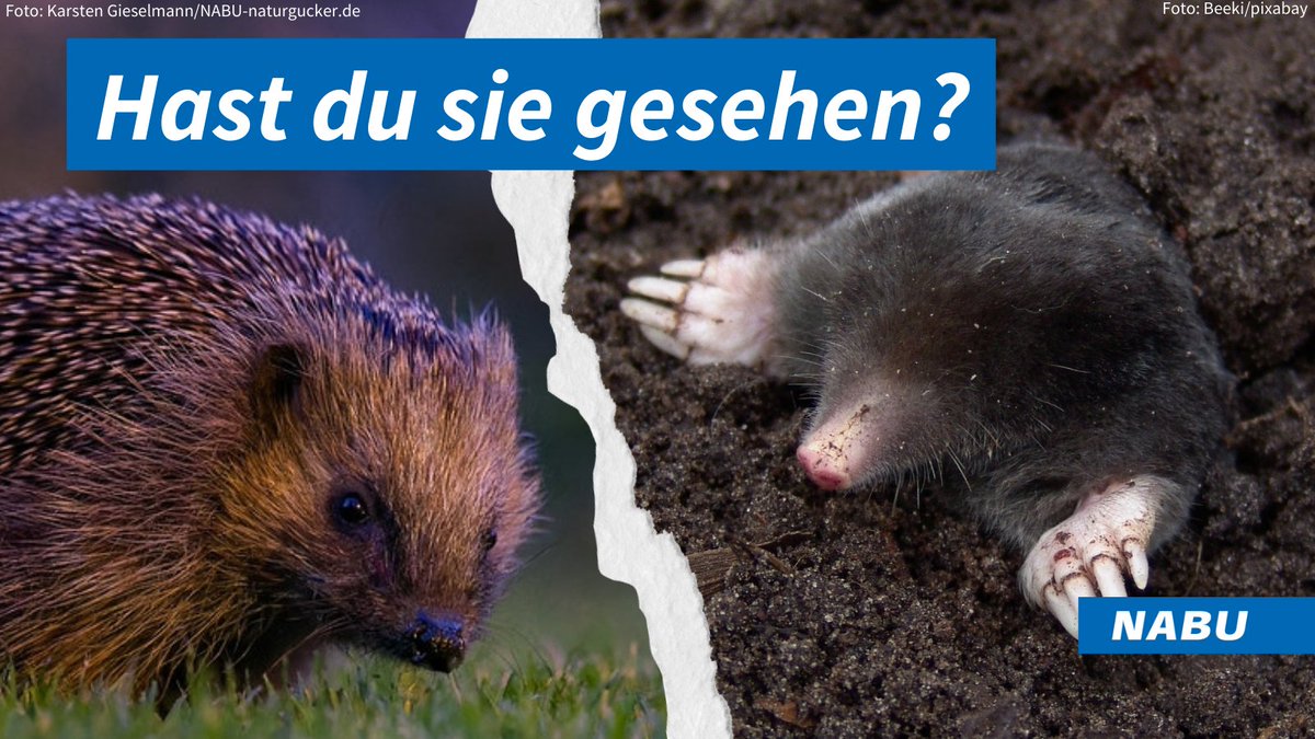 +++ Wir brauchen eure Hilfe bei der Suche nach #Igel und #Maulwurf. +++ Die Partner der Initiative „Deutschland sucht Igel und Maulwurf“ rufen dazu auf, zw. 17. und 27. Mai Beobachtungen von Igeln sowie Maulwürfen zu melden. nabu-naturgucker.de/igel