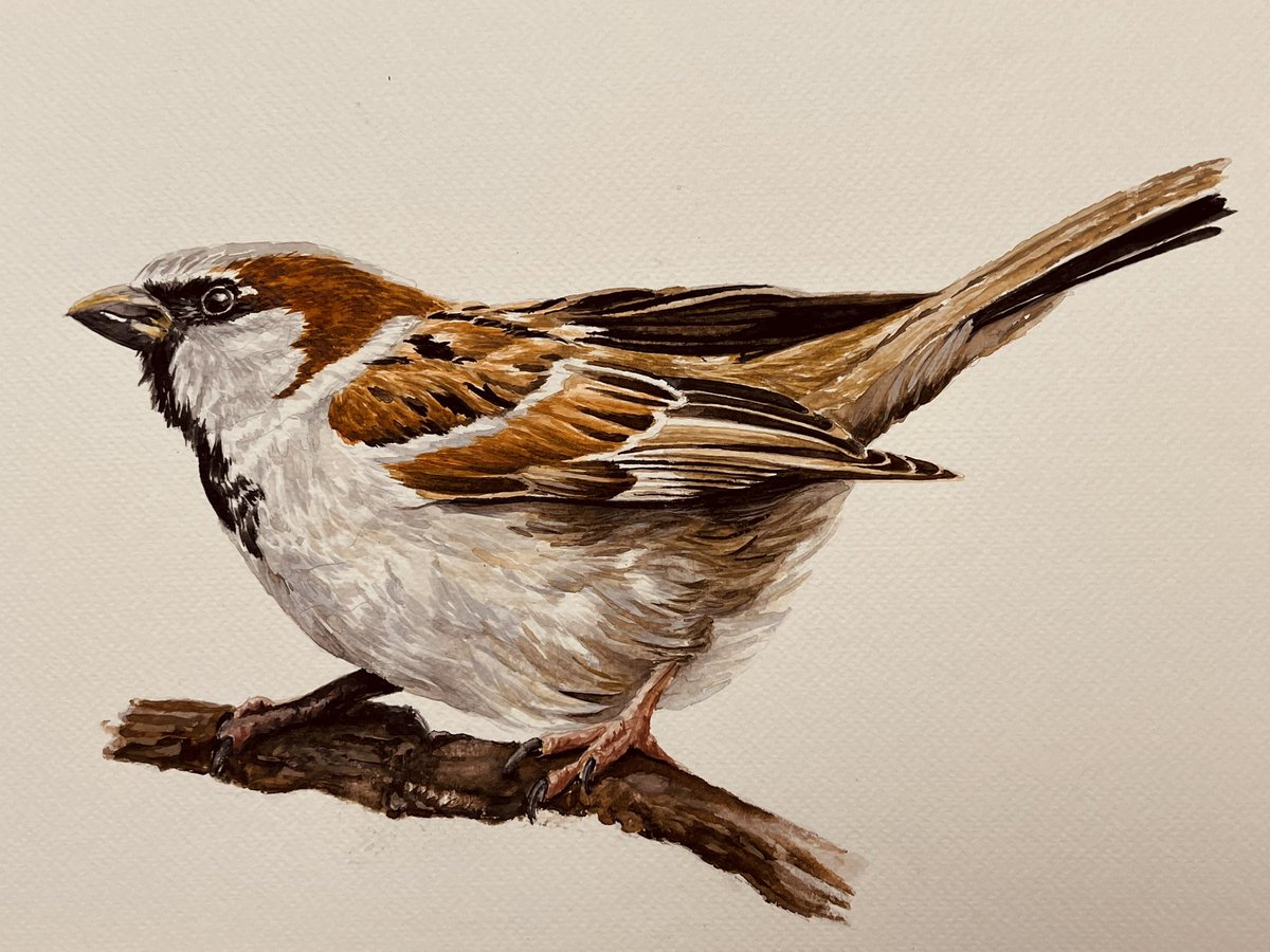 Ik maakte dit. Het is een huismus. En de eerste in een serie van twee. Ik hoop dat mijn liefde voor dit beestje een beetje zichtbaar is. 

‘Nipt voor het startsein’
27 x 25 cm
Aquarelverf op papier

Retweet is lief.