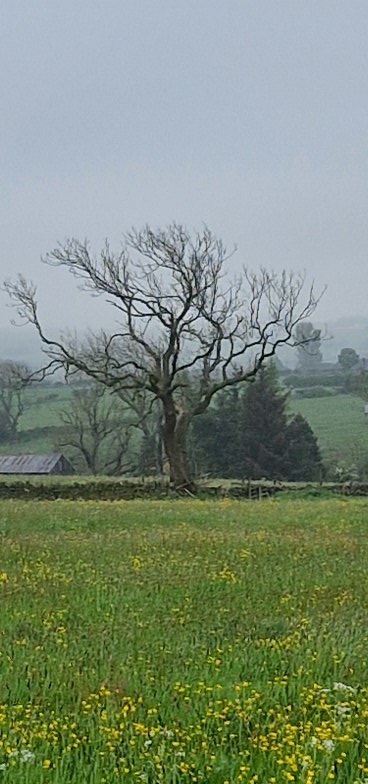 Morning pals. Early pawtrol completed wivout incident. A bit misty here. We is wundering if this tree will have leaves this year. Mummy says it luks strangely booful as it is. #ZSHQ #dogsoftwitter #dogsofx