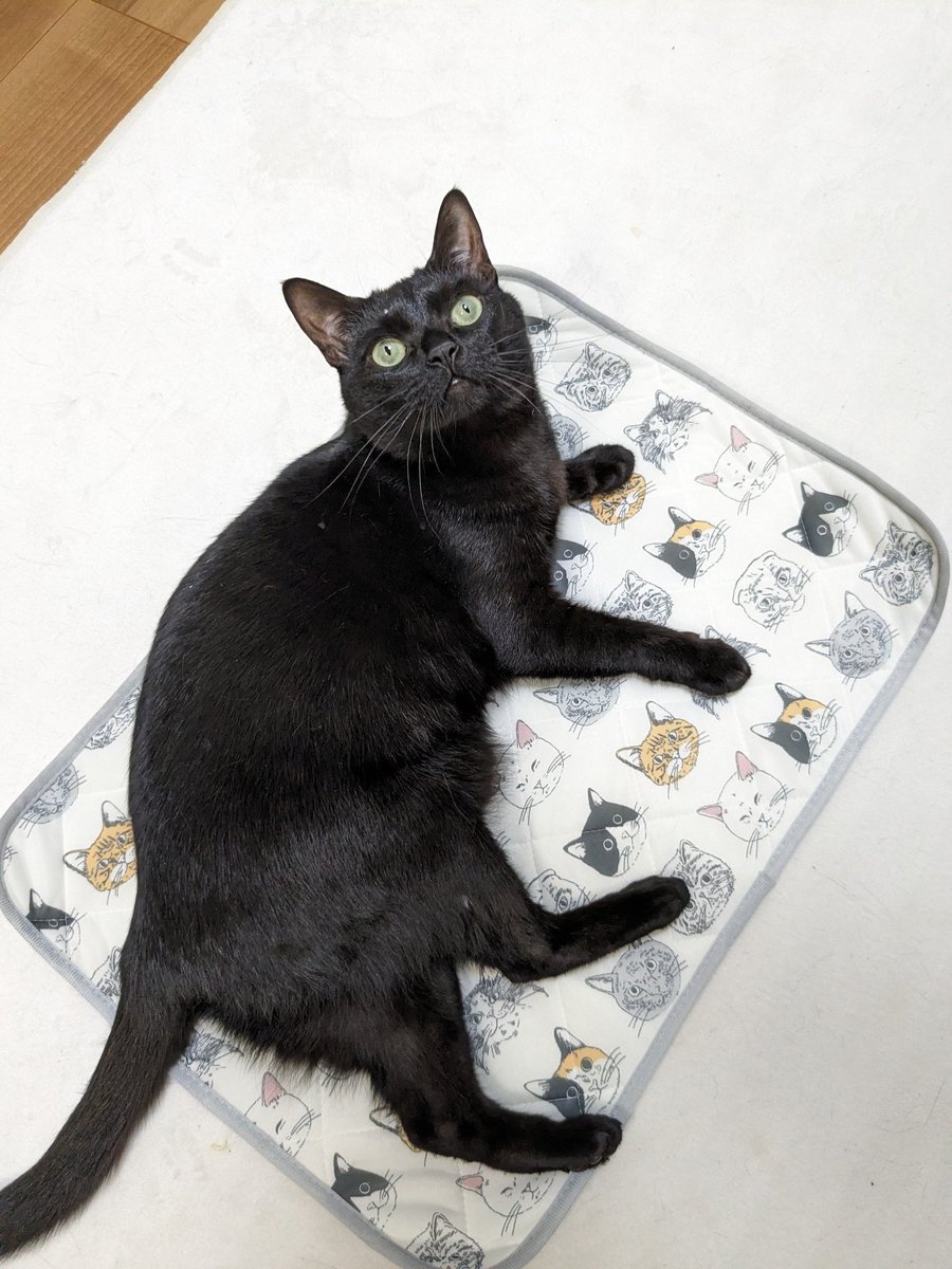 今月のねこのきもちの付録はヒンヤリマット
可愛いけど黒猫がいない！
あ、一番上にいた🐈‍⬛🐈‍⬛
#黒猫 #黒猫同盟