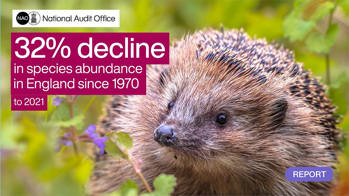 🦔 @RSPBScience, as part of the #StateOfNature Partnership found that the UK had seen an average 32% decline in species' abundance between 1970 and 2021. Find out what steps government is taking to reverse this decline in our report 👇 nao.org.uk/reports/implem…