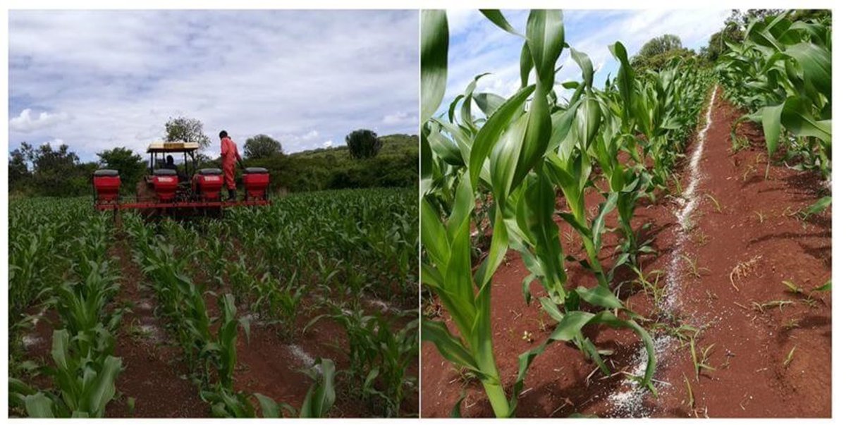 This month's 𝑻𝒉𝒊𝒏𝒌 𝑨𝒈𝒓𝒐𝒏𝒐𝒎𝒚 𝑵𝒆𝒘𝒍𝒆𝒕𝒕𝒆𝒓 is out! With good rain around there is a lot of potential in maize crops, so pushing them to reach their potential makes a lot of sense. centerofexcellence.co.ke/agronomy-news/… @Kenya_Agron @Cropnuts