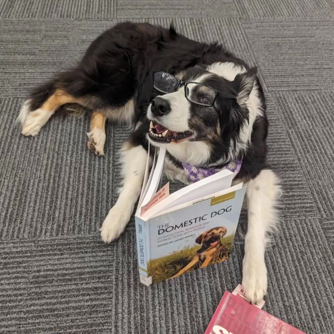 We loved meeting Daisy yesterday! Thanks to everyone for being so gentle. Her next open door consultations will be at Bute Library on Tuesday 21st 🩺. Take a study break.