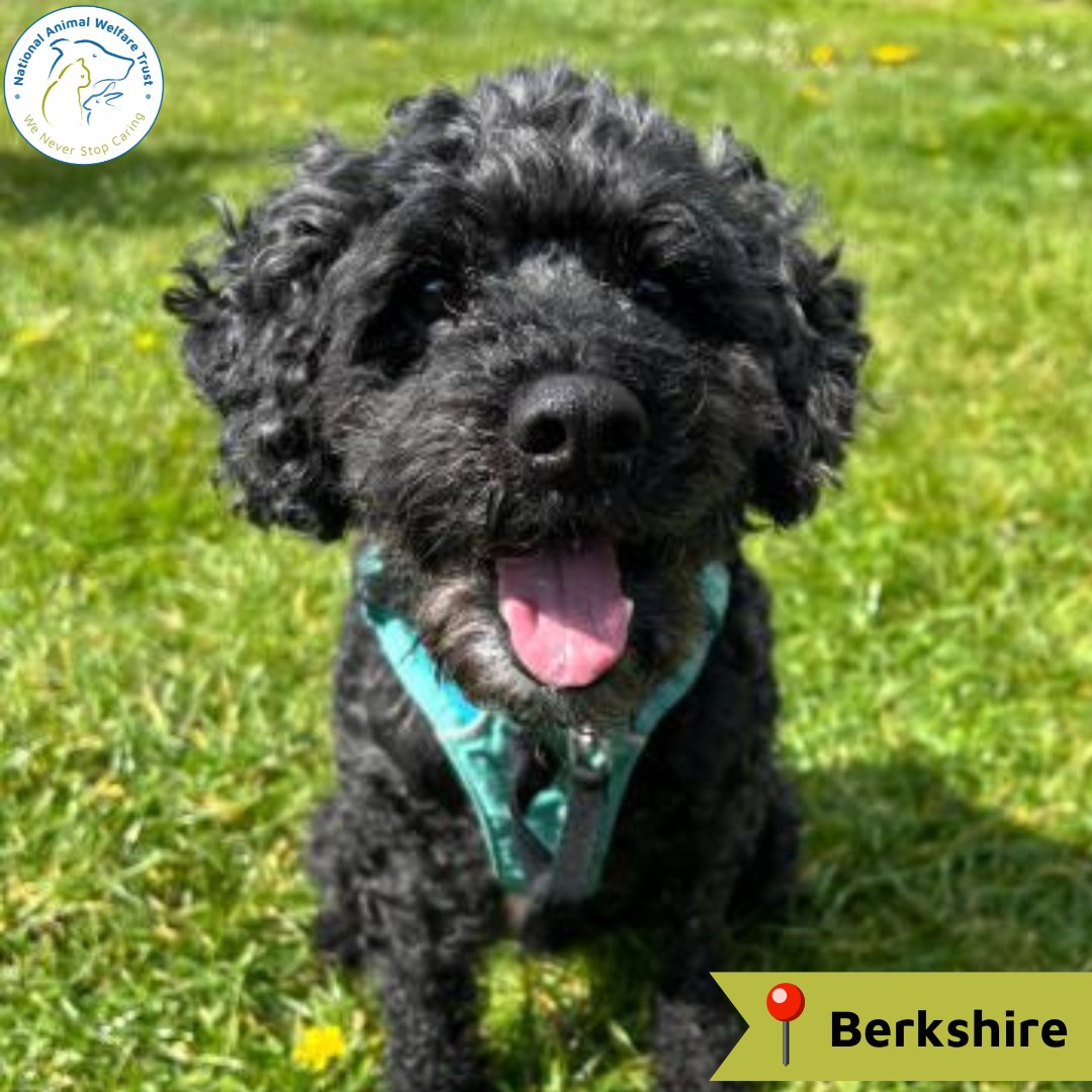 Bob is a happy chappie, and at 10-years-old is seeking a new home. He can be a little nervous of new people, but once he feels safe he's a lovable, bouncy boy. He hopes for a dedicated, kind owner 🐶💙 nawt.org.uk/rehoming/anima… #nawt #dogs #animalcharity