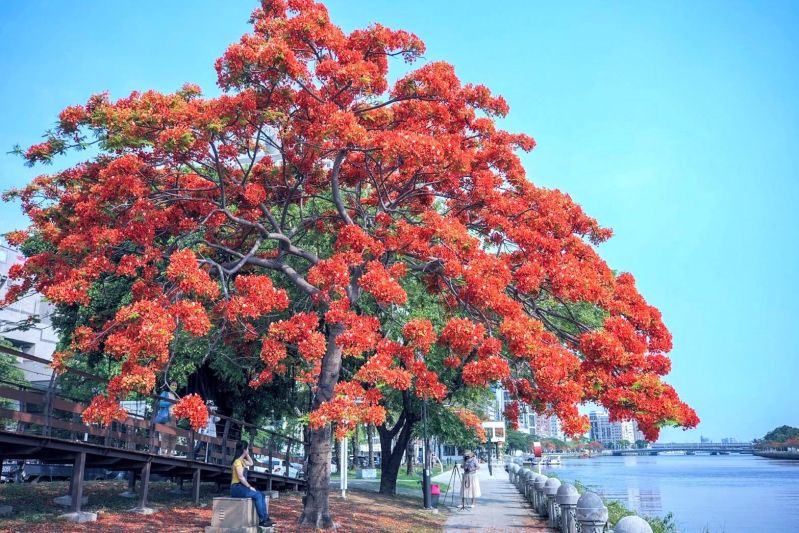 Un árbol de #ponciana real o acacia en plena floración, que es sinónimo de la temporada de graduación para los estudiantes locales, atrae a fotógrafos de las redes sociales a la ciudad de #Kaohsiung, en la parte sur de #Taiwán. 🌳🌺
📸Gobierno de la Ciudad de Kaohsiung