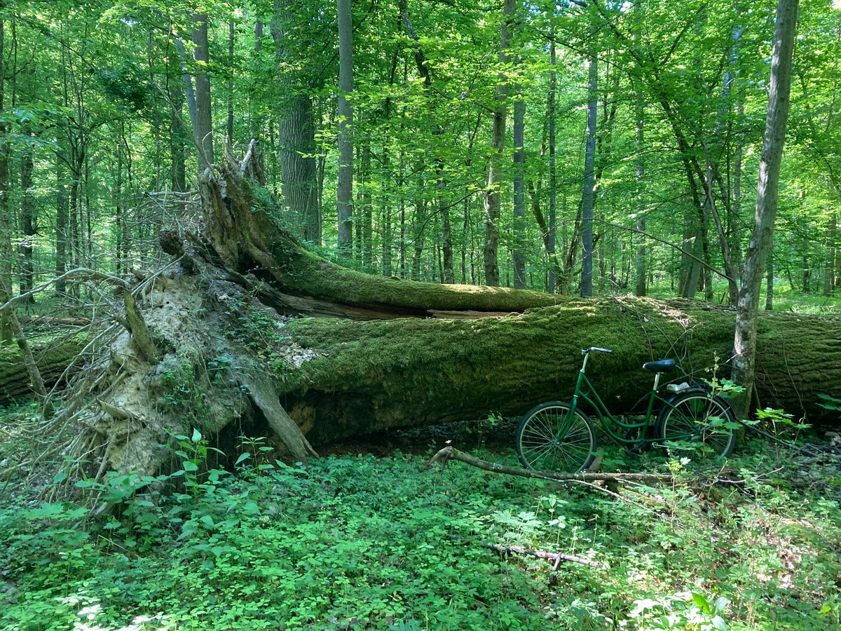 This is what large fallen deadwood looks like in natural forests. Note the bike for scale. Britain should have ambition to restore native woodlands to the point where it once again contains trees like this. All it takes is time and a resistance to intervene & micromanage.