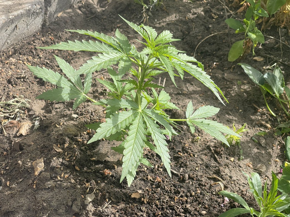 🇪🇺nukro🇪🇺🦩🇩🇪🇺🇦🇮🇱 tweet media