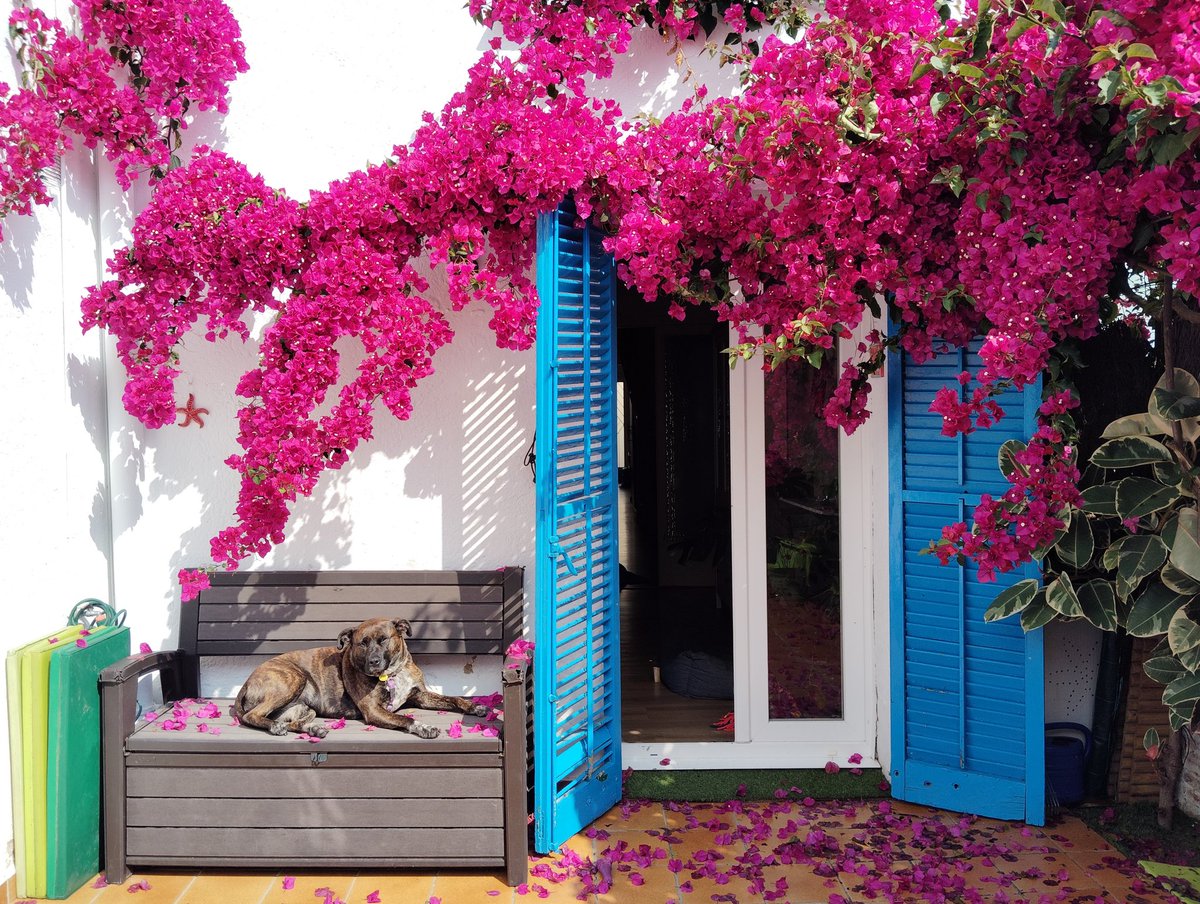 La calma després de la tempesta. 
Mai m'havia agradat el color rosa fins que vaig conèixer la buguenvíl·lea, la seva bellesa m'omple d'alegria. Hem de cuidar el que ens fa bé, i dels que ens acompanyen, com deia Benedetti 'Defender la alegría como una trinchera'. ✊🏼🩷🐾