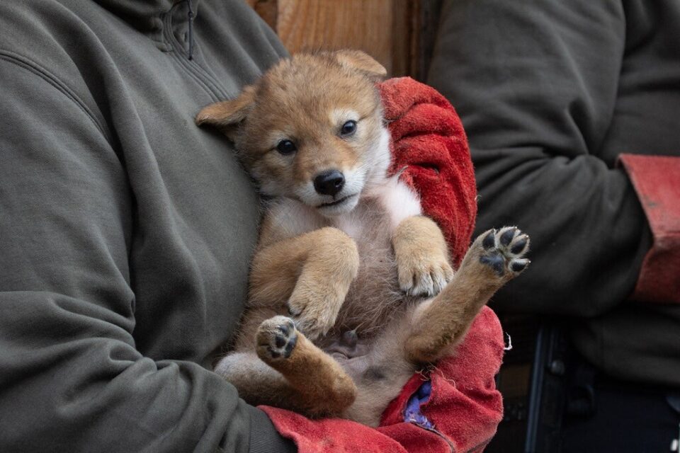 Le @Parc_SteCroix  situé à Rhodes (Moselle) a annoncé la naissance de cinq bébés coyotes survenue en avril 2024. Ils seront visibles dans les prochains jours.
L’année précédente, six petits coyotes avaient déjà vu le jour au parc animalier. Hier, quatre des cinq nouveau-nés ont