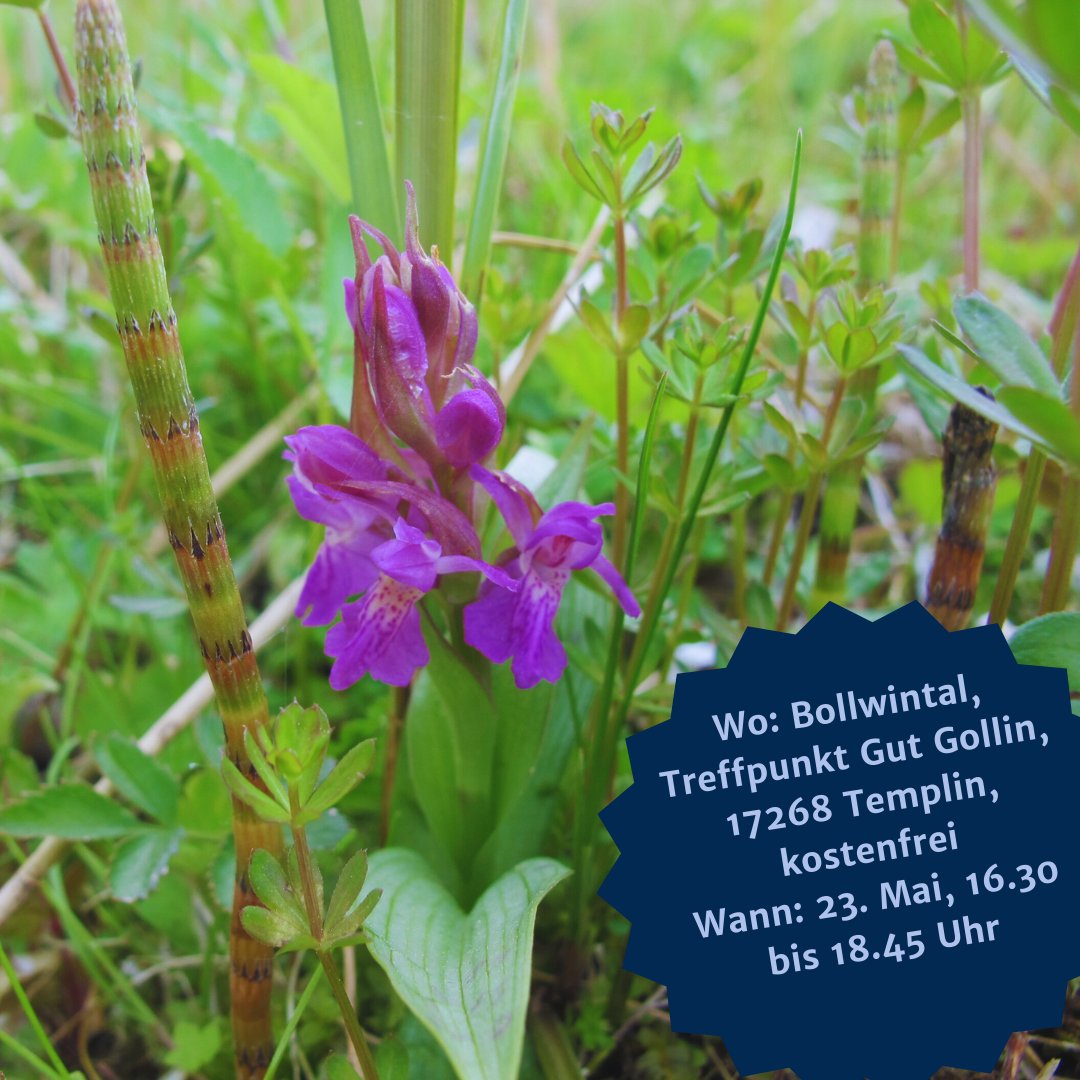 succow_stiftung's tweet photo. 💦🌿#Exkursionstipp: Carl Barnick von der Succow Stiftung führt euch durch das #Naturschutzgebiet #Bollwintal - eines der schönsten vermoorten brandenburgischen Fließtäler. 💚
▶️Anmeldung: https://t.co/SqJNN7DTk0
#Naturerbe #Moore #Exkursion #kreisvolkshochschuleuckermark https://t.co/YMMGZGKEQQ