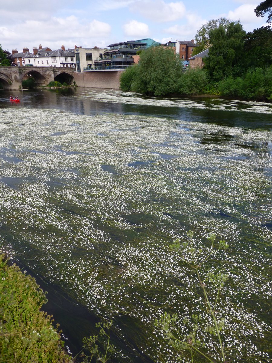 Leigh Day (@leighday_law) on Twitter photo One impact of #RiverWye's pollution by industrial poultry farming is the death of #Ranunculus (water-crowfoot), which the Wye community loves. Now, it is being starved of oxygen. <a href="/FriendsUpperWye/">Friends of the River Wye</a> reported that over 90% has disappeared... One impact of #RiverWye's pollution by industrial poultry farming is the death of #Ranunculus (water-crowfoot), which the Wye community loves. Now, it is being starved of oxygen. <a href="/FriendsUpperWye/">Friends of the River Wye</a> reported that over 90% has disappeared...
