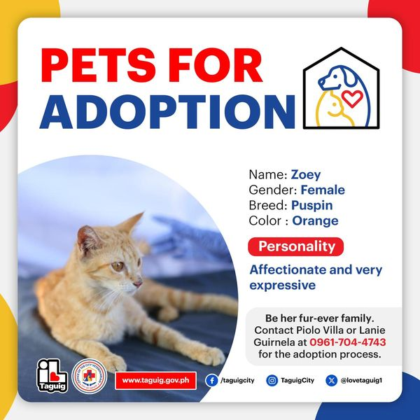 Are you looking for a fur-ever addition to your beautiful family?

The City of Taguig, through the Office of the City Veterinarian, accepts applications for adoption of  loving rescue cats and dogs.