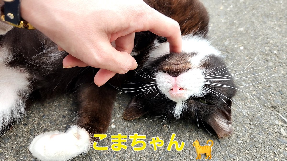 ns17594256's tweet photo. 2024.5.15in
田代島🐈️ https://t.co/QU6RUSs5PP