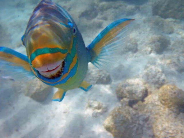 I love parrot fish so much