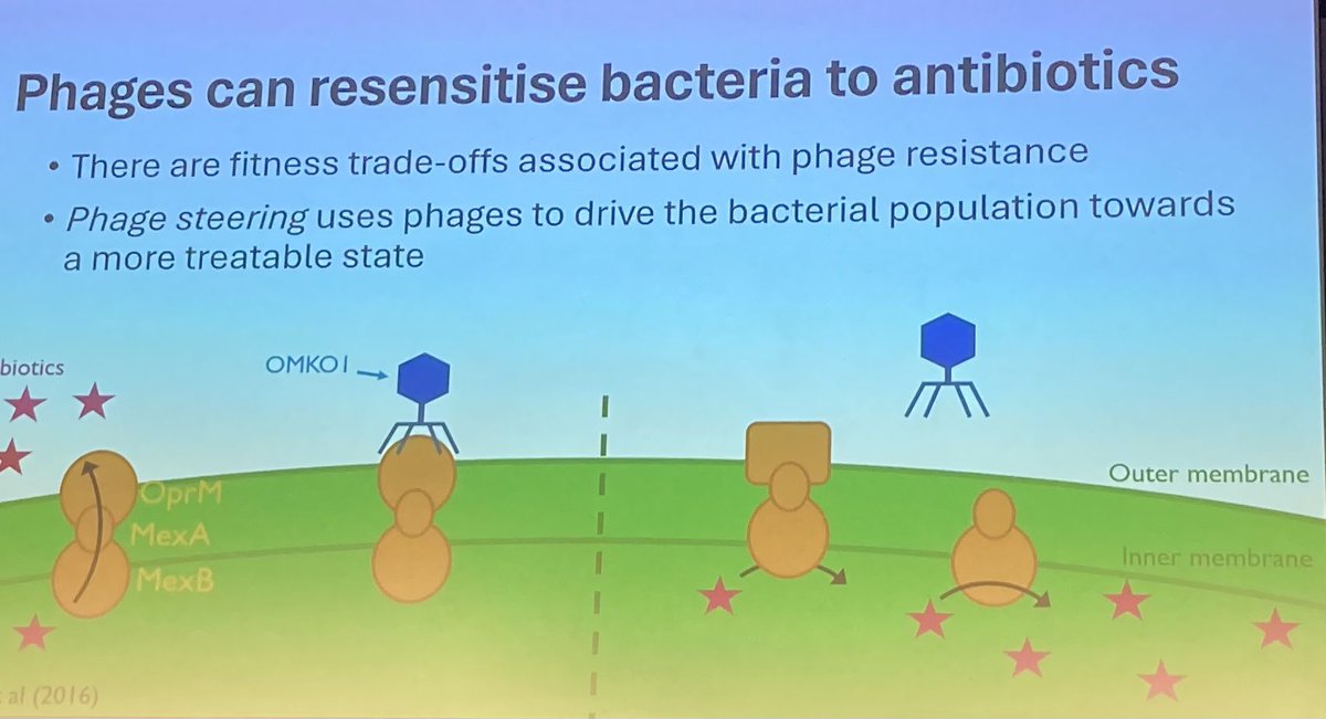 Ben Templeton - phages = “natural born killers” of bacteria PLUS fascinating evidence supporting ability to flip resistance mechanisms #bsacspring2024