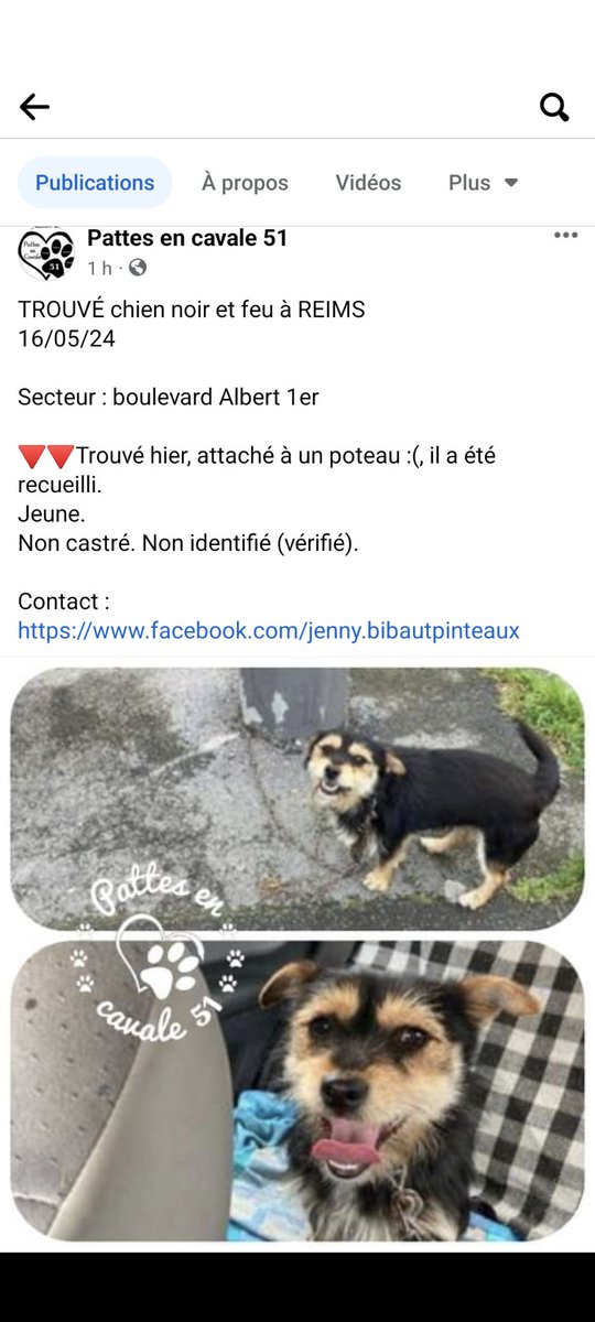 Toi, oui toi qui a lâchement abandonné ton chien, qui n'a pas eu le courage ni les 'corones' de l'emmener au refuge de Reims pour sa sécurité, tu as préféré l'attaché à un poteau, boulevard Albert 1er, à Reims (Marne). J'espère que tu seras retrouvé !