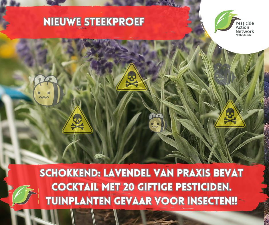 Za 18 mei is het Wereld Plantendag, maar er valt niet veel te vieren. Uit steekproef blijkt: cocktails tot 20 verschillende en zelfs illegale pesticiden gevonden. De in Nederland geteelde lavendel van Praxis spant de kroon met 20 verschillende stoffen

pan-netherlands.org/planten-met-ve…