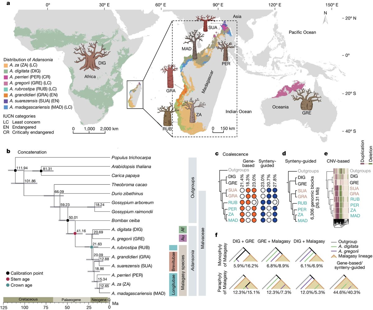 NEW open access DNA research in @Nature explores the diversification of the famous baobab trees from the heart of Madagascar over >20 million years! 🌳🇲🇬 Their seeds have rode the oceans to Africa and Australia, and now today's baobabs need our care 🌊 👉nature.com/articles/s4158…