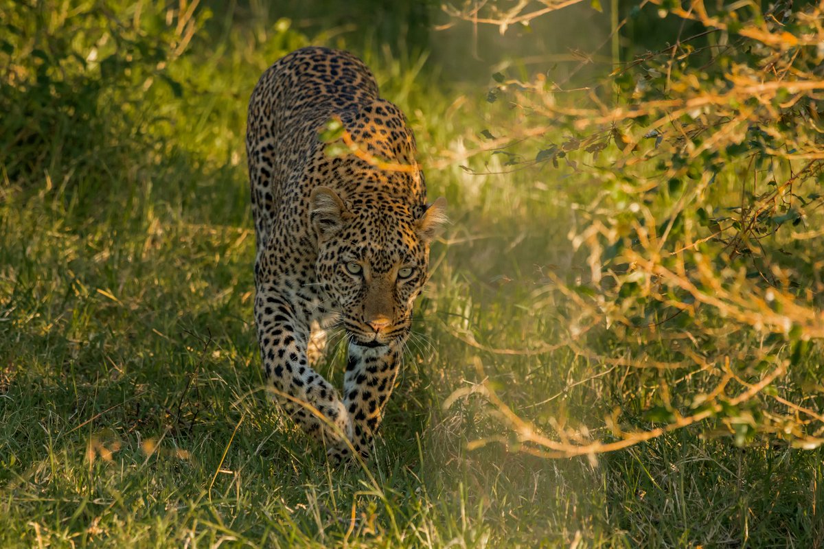 Cute Legend Kaboso making her way out of the bushes | Masai Mara | Kenya . . #kenyawildlife #leopard #leopardsofafrica #exploreafrica #leopards #bigcatphotography #bownaankamal #masaimarabigcats #africanleopard #bownaankamal #jawsafrica #junglevibes #bigfive #animalprotection