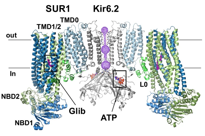 Structure of an open KATP channel reveals tandem PIP2 binding sites mediating the Kir6.2 and SUR1 regulatory interface. @NatureComms 15, 2502. Check the #cryoEM #structure of this #ABC #transporter in the UniTmp database: pdbtm.unitmp.org/entry/8ti1