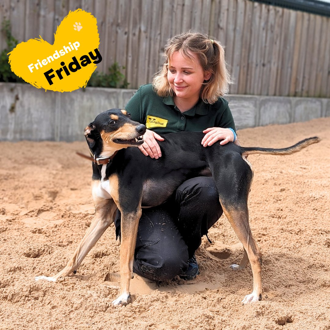 It's Jay-Jay and Canine Carer Stacey showing us a sweet #FriendshipFriday 💞   You can tell these two are smitten by one another and have formed a lovely bond 💛 
⁣
#dogstrust #dogstrustcardiff #bestfriends #besties #Lurcher