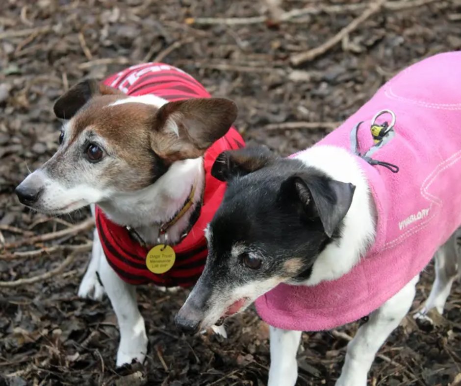 Happy World Baking Day! Sugar is hoping to be the secret ingredient to the pawfect home with her mum Lady! These two golden oldies love to snuggle together in a warm cosy bed🐾
@DT_Merseyside📍 bit.ly/3ypGQh3