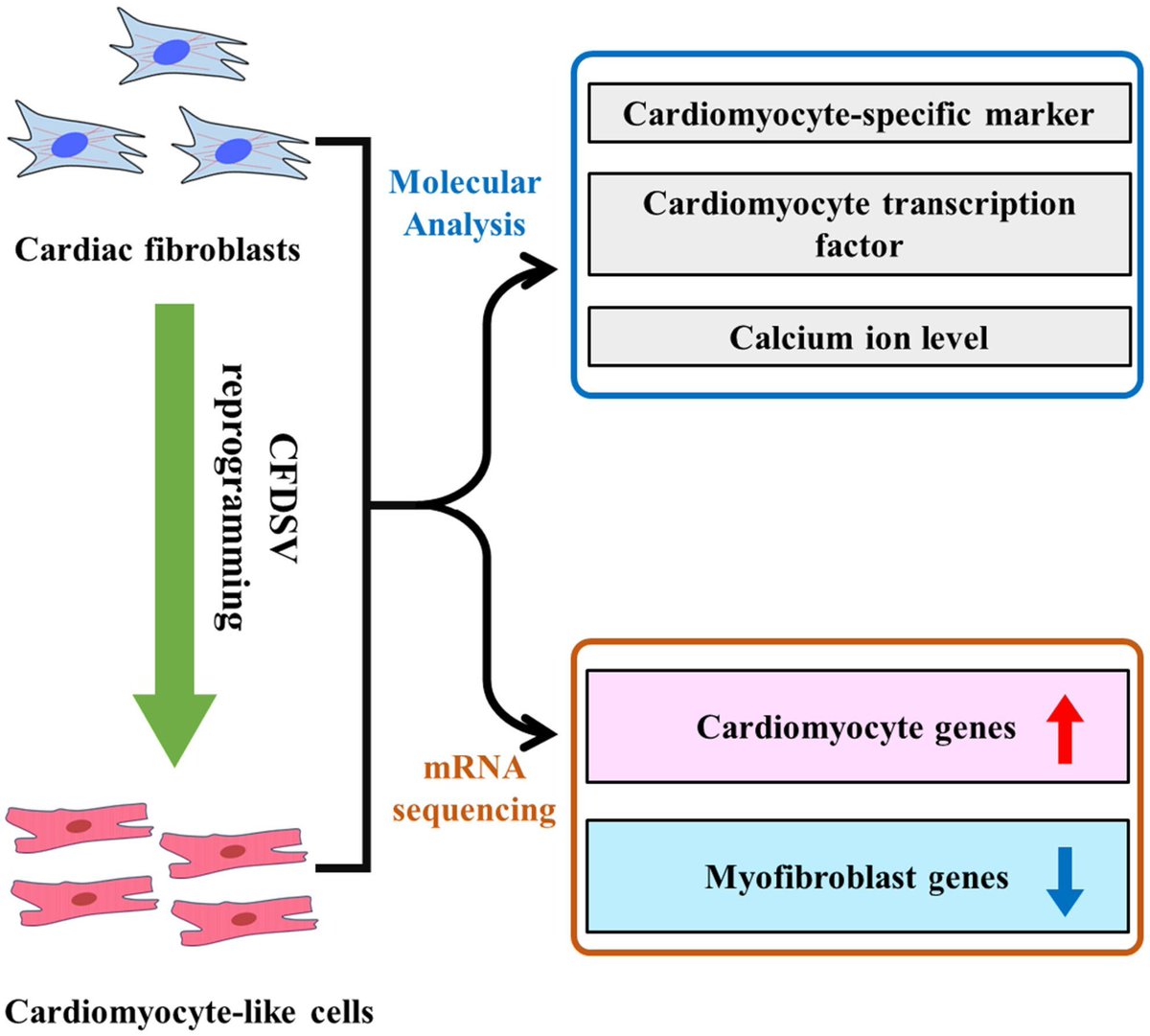 🫀Regulation of cardiac fibroblasts reprogramming into cardiomyocyte-like cells with a cocktail of small molecule compounds

➡️buff.ly/44zyXkR

#CardiacFibroblasts #Myocardialinjury #Cardiomyocyte