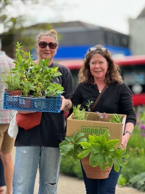Join us TOMORROW Saturday 18th May 10am-1pm for a Plant Sale at the Vicar's Oak - all proceeds towards caring for the flowerbeds & brightening this corner of Crystal Palace! We'll be selling house plants and garden plants that grow well in local gardens 🌿 🌺 🌵 #CrystalPalace