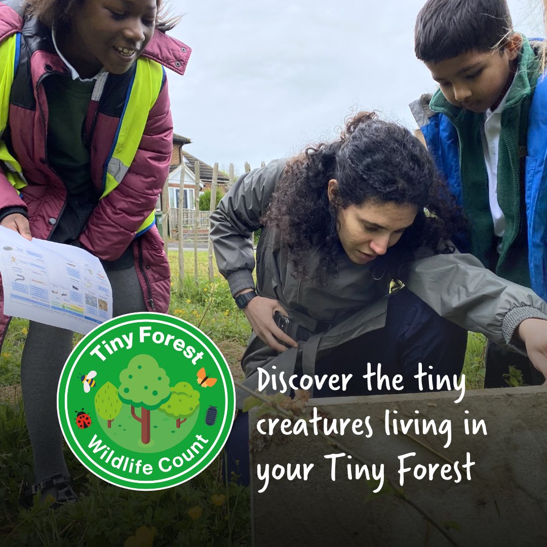 🌳🦋 The Tiny Forest Wildlife Count is here! Are you ready? 📋 Between THIS SAT 18 May and SUN 26 May, visit a #TinyForest near you and help us collect valuable data about urban wildlife. Sign up 👉earthwatch.org.uk/tiny-forest-wi… #TFWildlifeCount #UrbanWildlife #CitizenScience