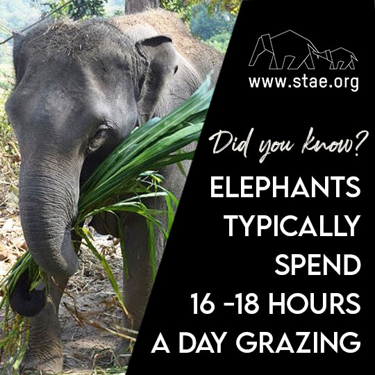 Did you know? Elephants typically spend 16-18 hours a day grazing. #fridayfact