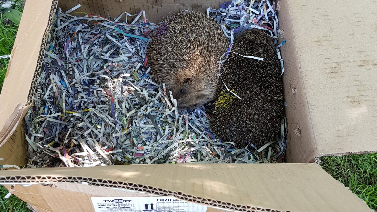 Four years ago, a man came to my house with a box of hedgehogs to soft-release into the wood behind my house. It remains one of the greatest days of my life.