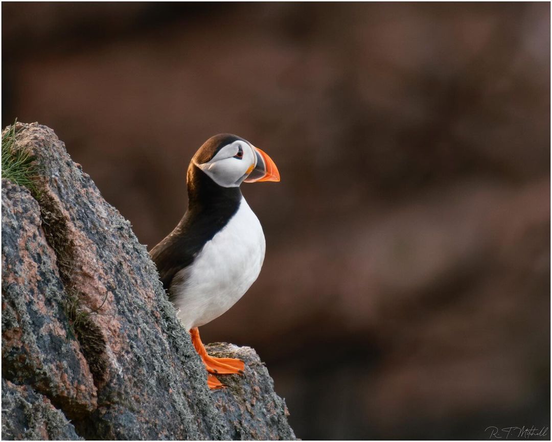 This week's #FridayFeature is this wonderful side profile of a pensive puffin from Rosemary in Aberdeenshire on Instagram – thanks for sharing! If you'd like a chance to feature across our channels, tag us or use #NatureScot 📷: IG/rtmsnaps