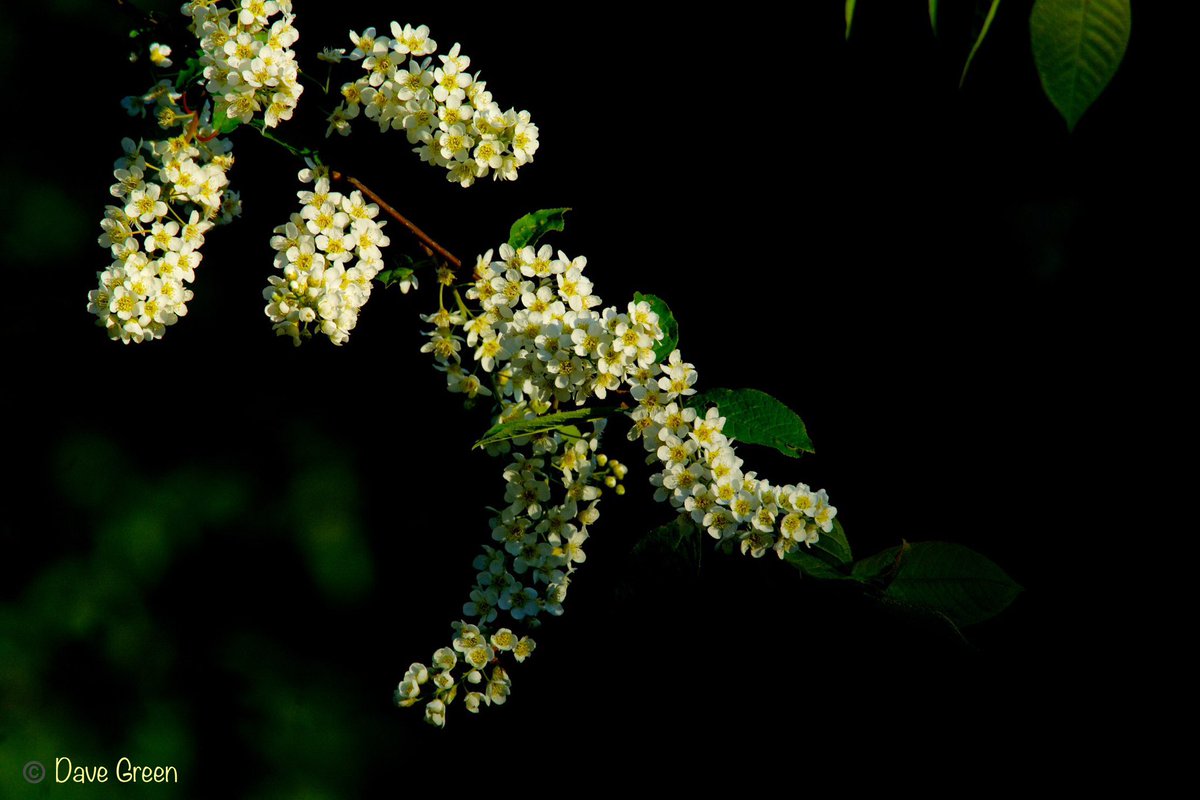 #Gardenersworld #nikonphotography @UKNikon @NikonEurope @NikonUSA @ThePhotoHour @MacroHour @TamronUK #flowerphotography #macrophotography @AP_Magazine #FlowersOnFriday Shadows and Light