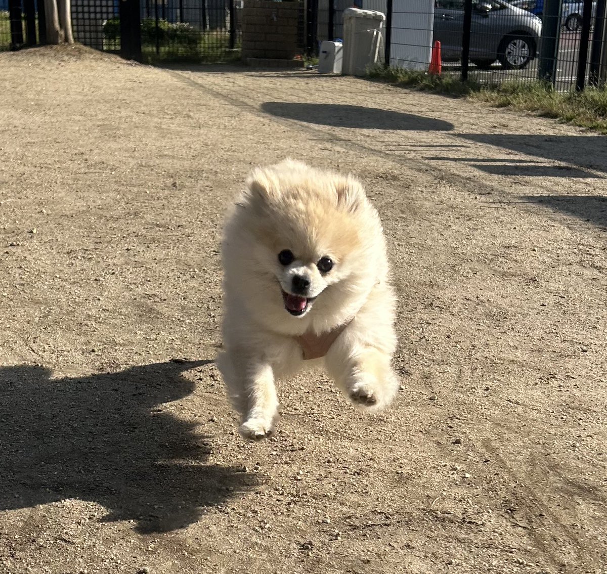 爆走ポメラニアンきなこ (@kinako0309POME) / Posts / X