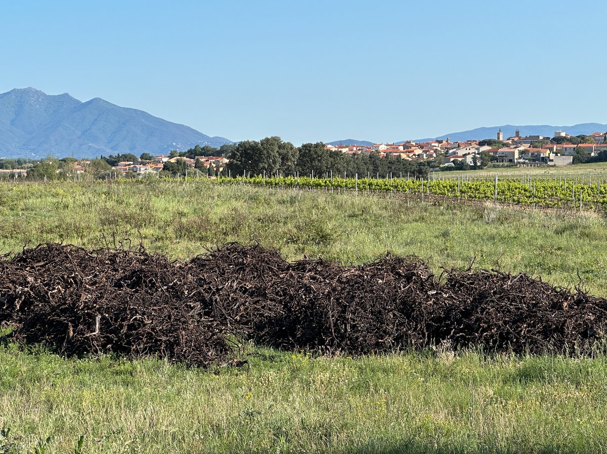 Viticulteurs, combien d’hectares souhaitez-vous arracher ?
C’est la question posée par le ministère de l’Agriculture qui veut jauger l’ampleur de la crise viticole. Réponses attendues via internet d’ici au 12 juin.
➡️urlz.fr/qIku
#vin #vigne #viticulture