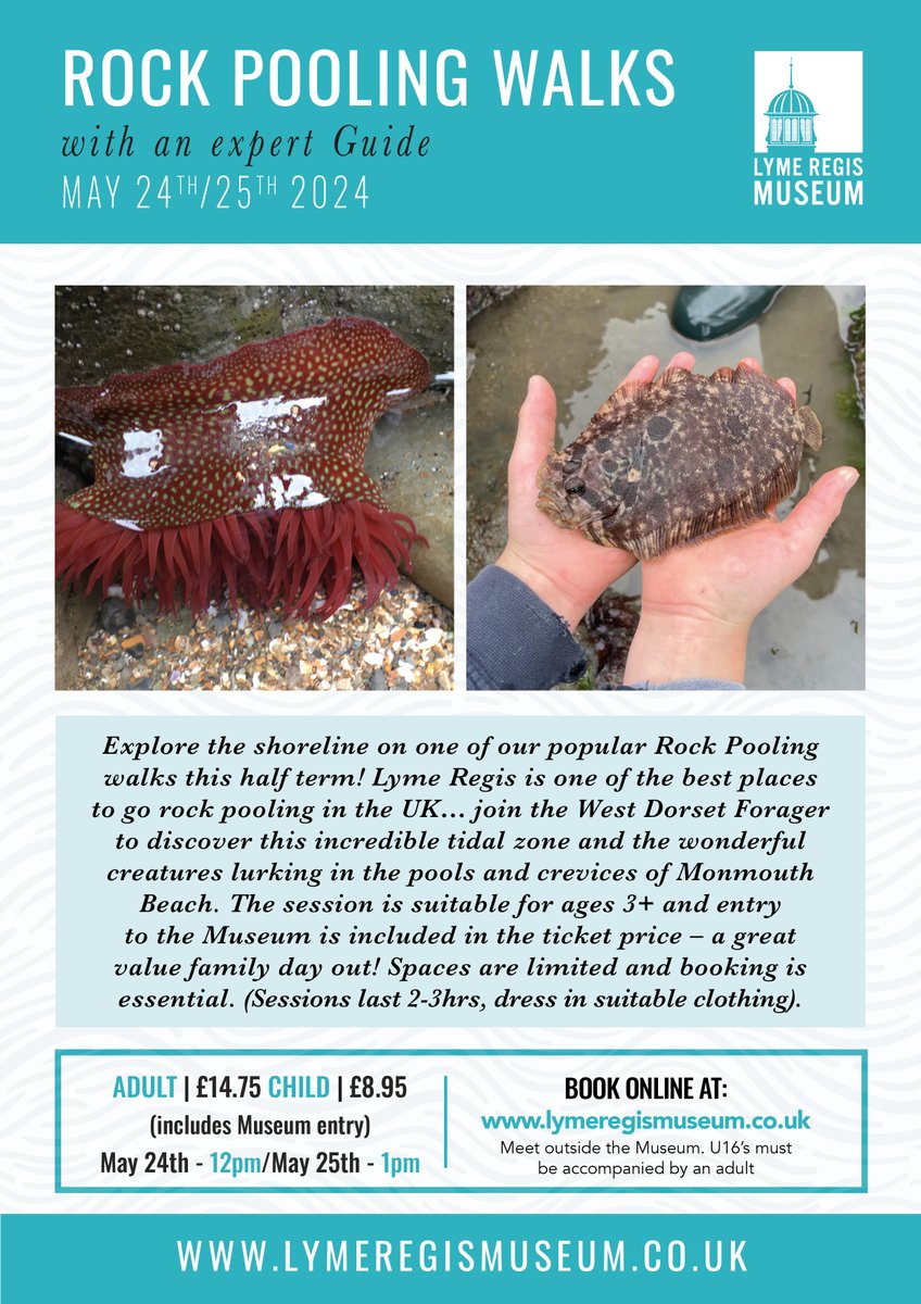Explore the shoreline on one of our popular Rock Pooling Walks in May! Lyme Regis is one of the best places to go rock pooling in the UK… join our Guide to discover this incredible tidal zone and the wonderful creatures lurking in the pools and crevices of Monmouth Beach!