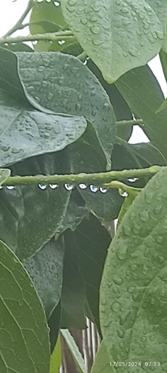 Llueve en el centro de la isla, lo que es una buena noticia para humedecer la tierra cara a los #IF del verano:
Este verano tampoco tendremos HIDROAVIONES, NI HELICÓPTEROS DE GRAN CAPACIDAD TIPO KAMOV, NI DRONES APAGAFUEGOS, NI...
#aPeorLaMejoría @GranCanaria_M_A @EcologicaGobCan