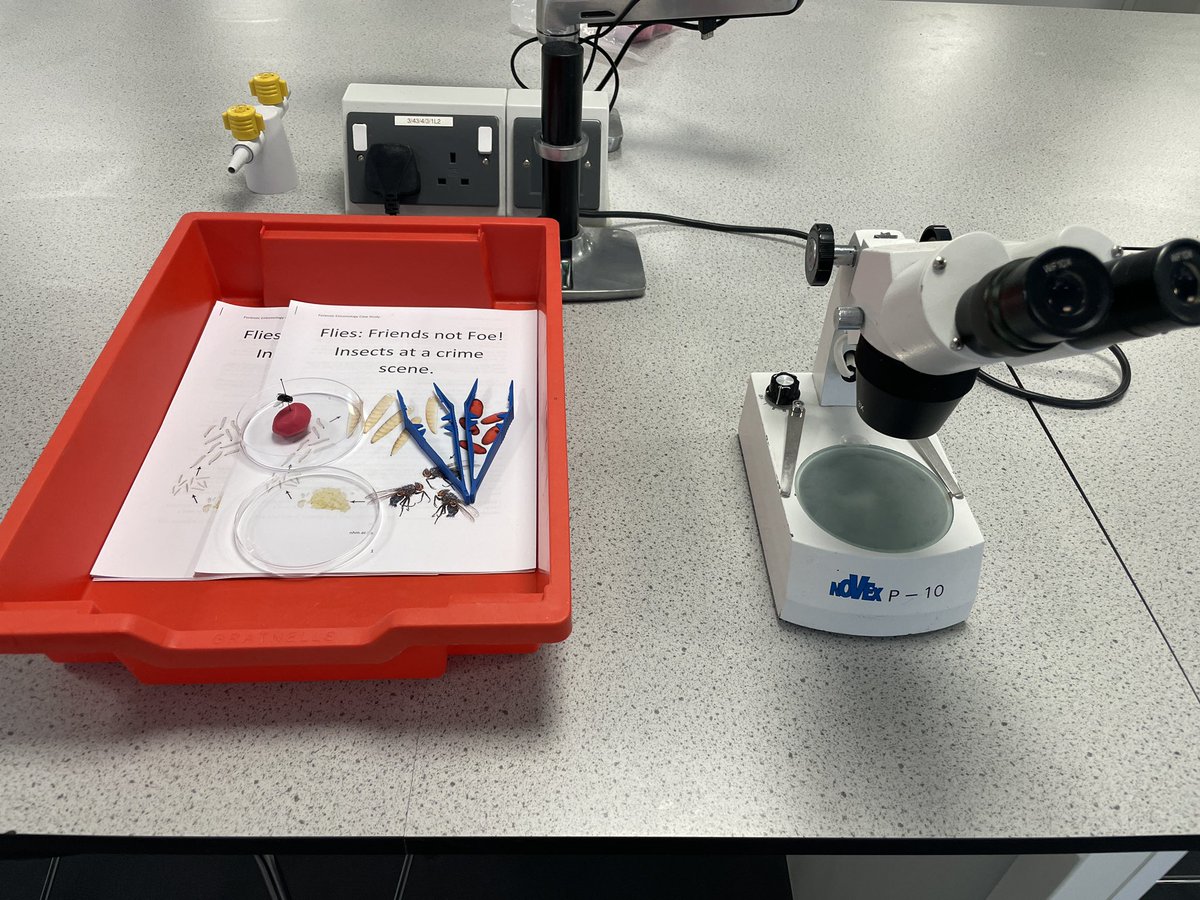 Little bit of #entomology with Hereford College #ForensicStudents today. 
#SexDetermination and #SpeciesIdentification. <a href="/wlv_uni/">University of Wolverhampton</a> 
#phdchat #hairybums #FemaleBrainsBigger #JustCute!