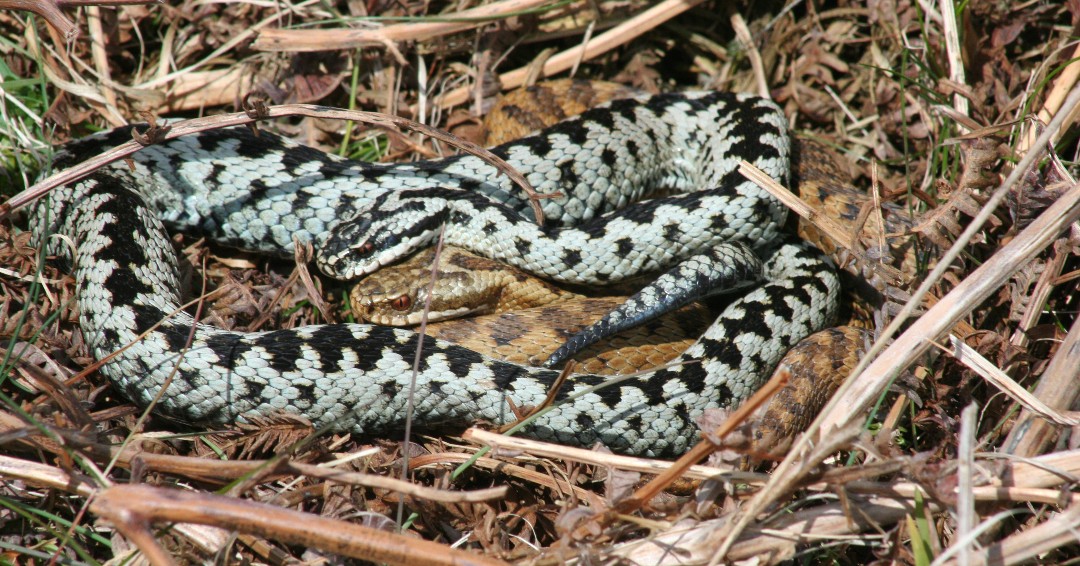 #FridayFact Male adders perform the 'Dance of the Adders' in hopes of finding a mate and warning off competition🕺

#TakeTheLead from March 1 – July 31 to ensure everyone can appreciate the wonders of Dartmoor, while respecting its wildlife and habitat 💚