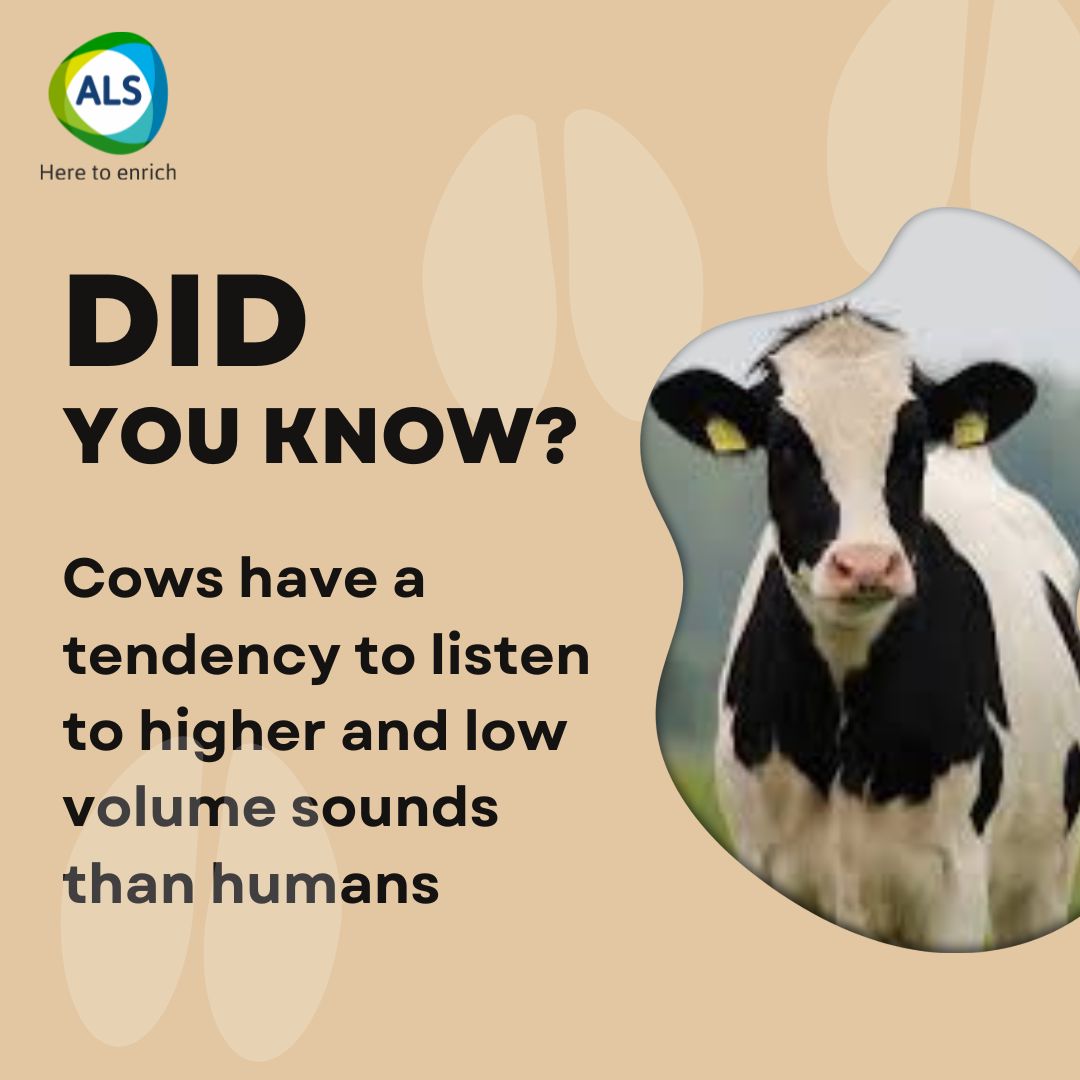 Cows have a tendency to listen to higher and low volume sounds than humans. #DidYouKnow #livestock #ALS #AnimalCare #ashishlifescience #Animalpharma #poultryfarming #animalhealth #livestockfarming #nutrition #ProfitableFarming #follow #knowledgesharing #sharepost