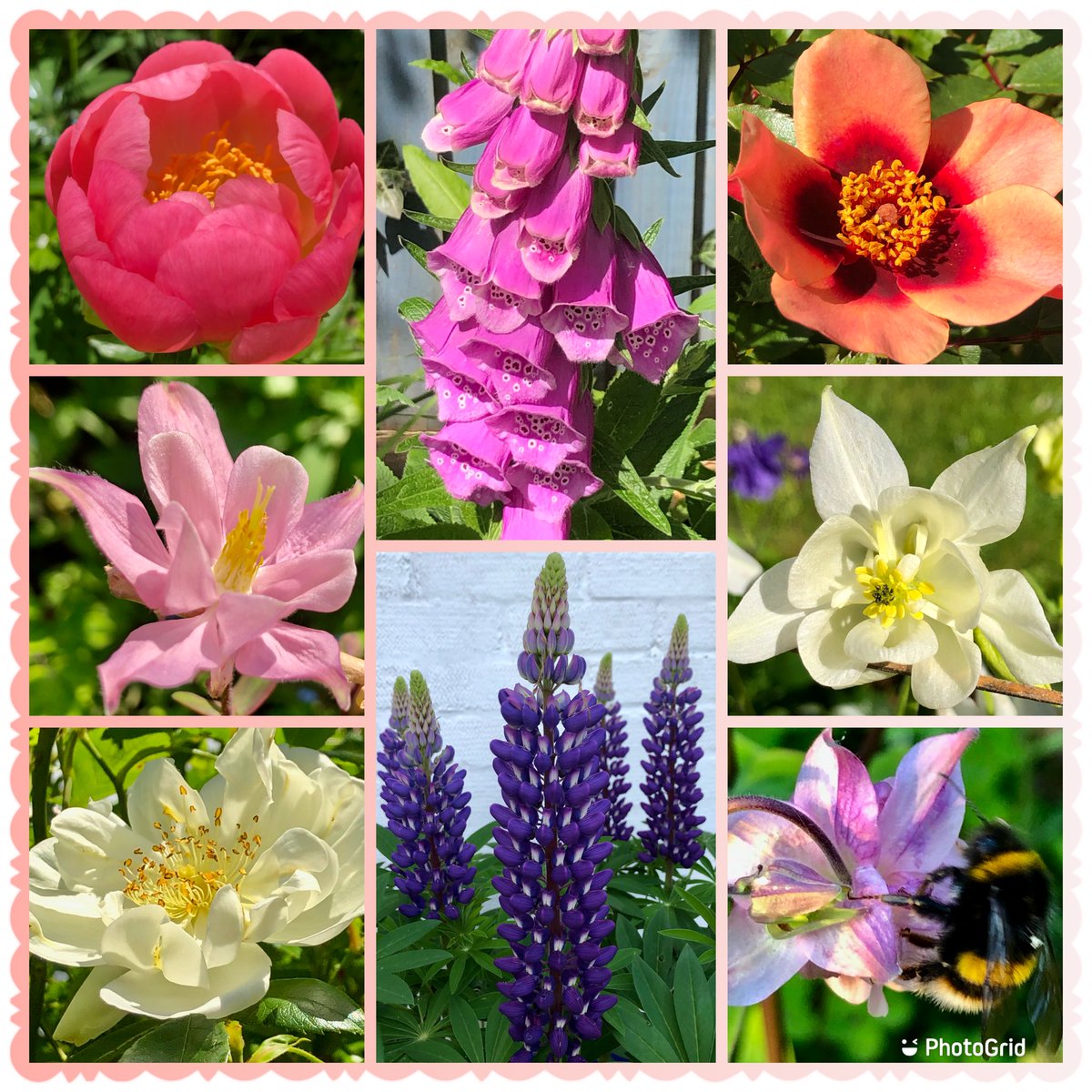 First peony 🥳lupins, foxgloves, roses &aquilegia #FlowersOnFriday #Gardening #Flowers #FridayVibes #MyGarden