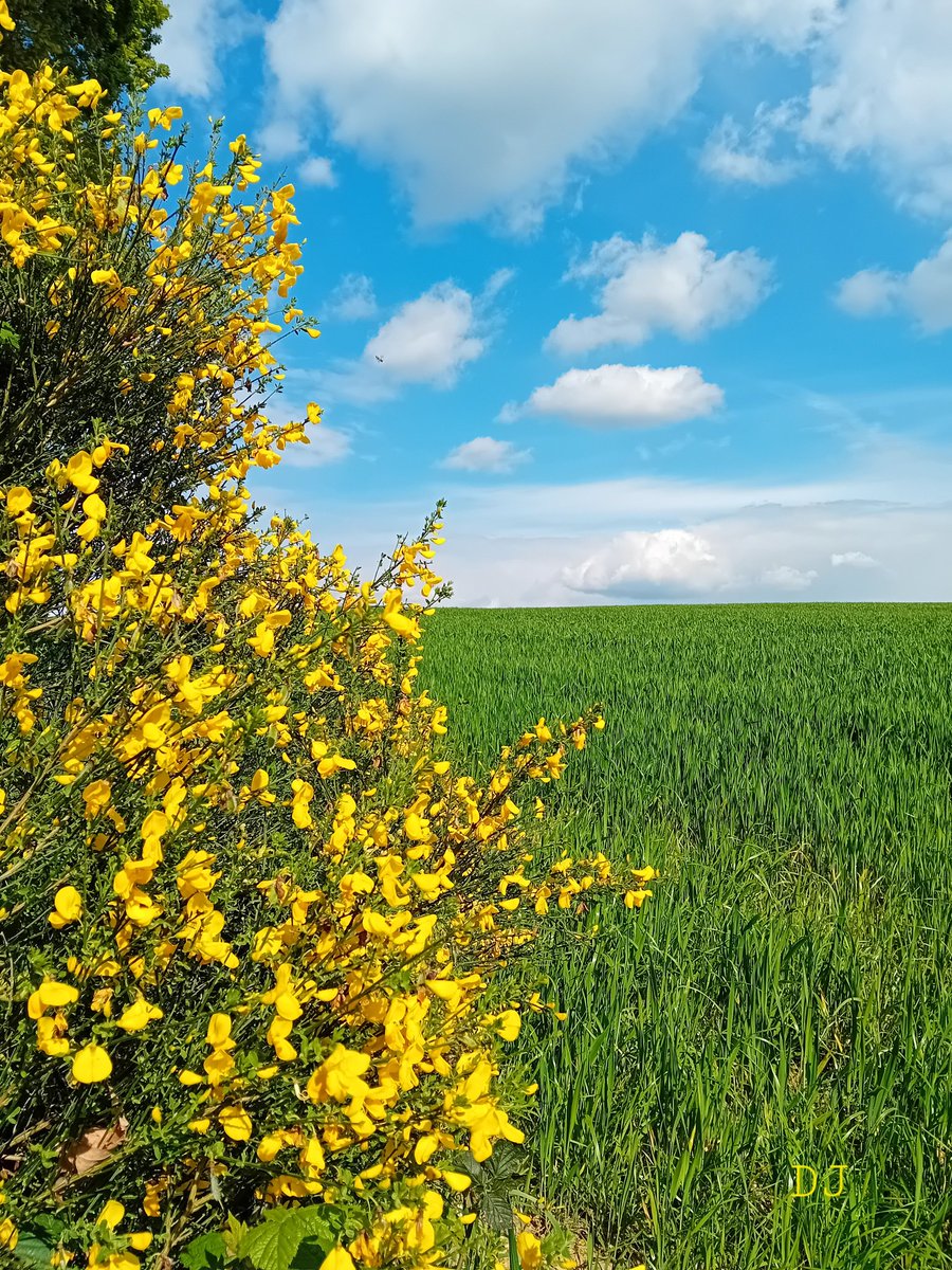 Suivre la course des nuages en écoutant chanter la nature 🎶😍 Belle journée à tous 😊💚💛🩵🌾