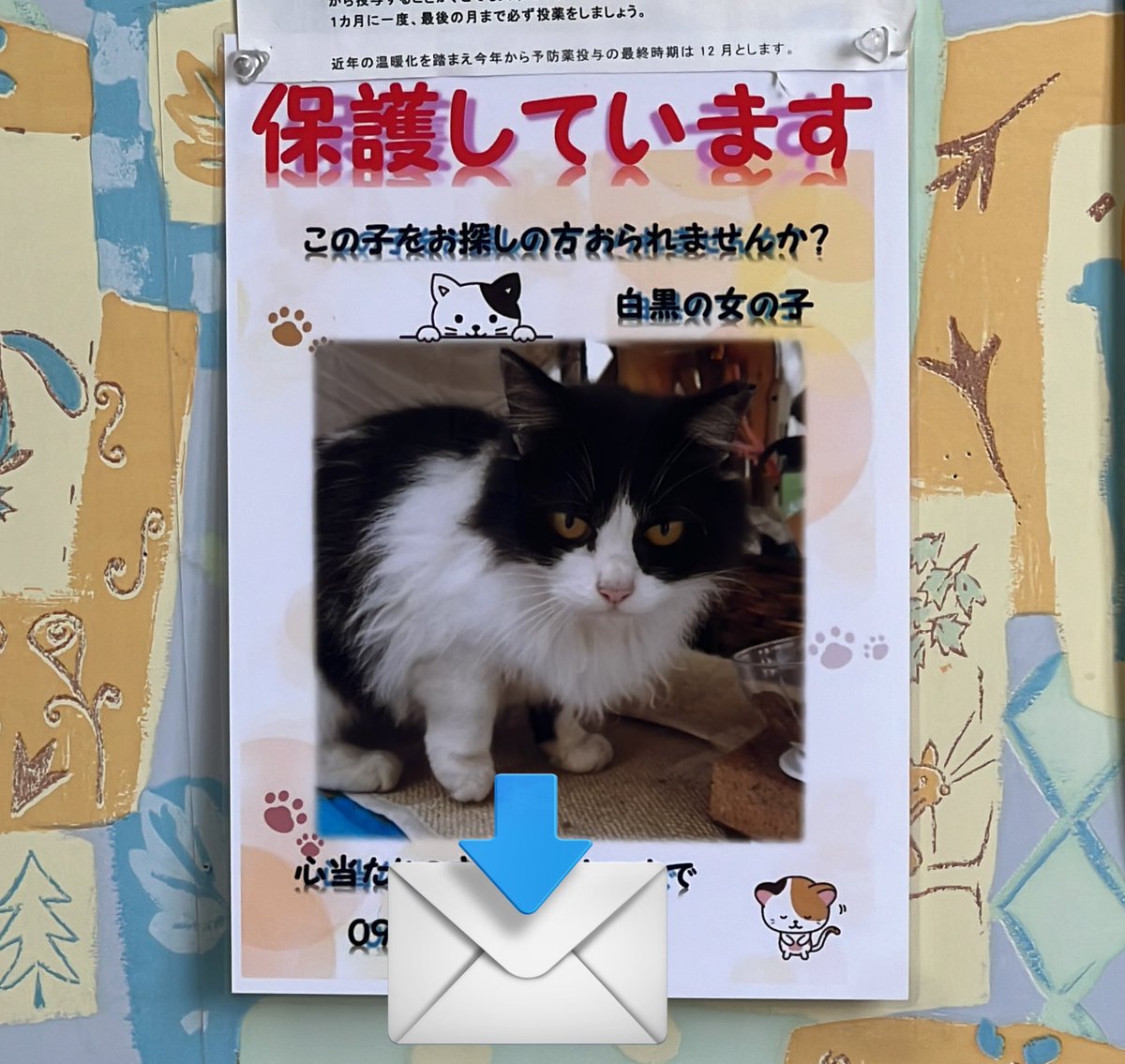 動物病院に来てます。今ちょうど迷子猫保護の貼り紙が貼られました。 保護場所は松前町南黒田あたりだそうです。お心あたりの方はメッセージください。比較的若くて避妊手術は済んでいたそうです。#愛媛県 #松前町 #迷子猫 #保護 #白黒猫 #ハチワレ