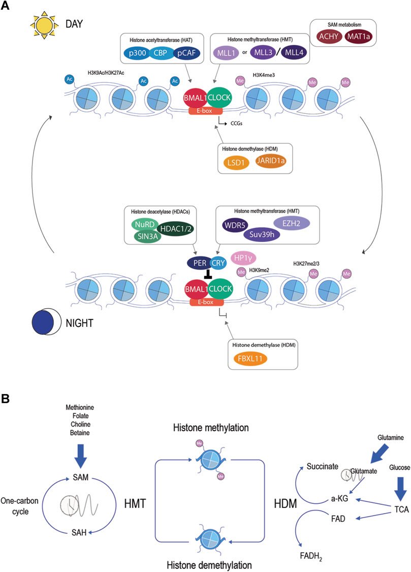 #Histone #methylation: at the crossroad between #circadian rhythms in transcription and #metabolism
frontiersin.org/journals/genet…