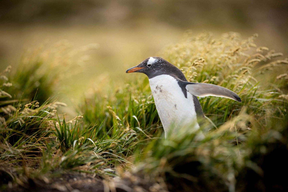 草のかげから 草むらを歩いていると、突然ペンギンに出くわすことがある。 Tussac Grassという草のかげから現れた１羽のジェンツーペンギン。 夕方の柔らかい光に照らされながら、そのまま草の中に消えていった。 (フォークランド諸島にて撮影) #ペンギン #ジェンツーペンギン #フォークランド諸島