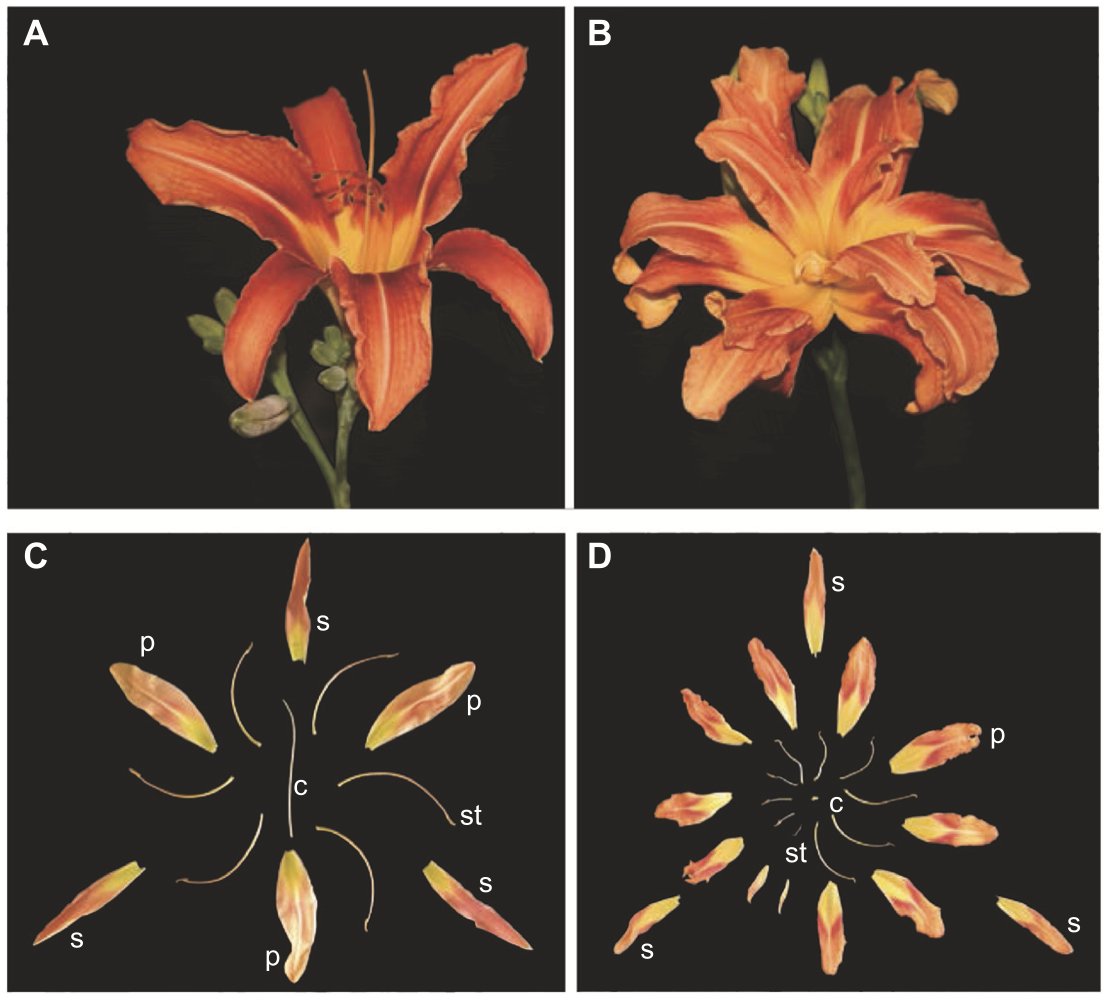 🌸🌿 The valuable double-flower trait in ornamental plants results from genetic mutations. This review highlights the gene networks & pathways involved, as well as recent advances in genomics to aid in breeding this trait. #Botany #Genetics #Horticulture doi.org/10.1093/jxb/er…