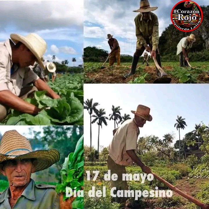 Como cada 17 de mayo, #Cuba recuerda la Promulgación de la 1ra Ley de Reforma Agraria, la creación de la (ANAP) y el asesinato del humilde campesino Niceto Pérez. Hoy #CorazónRojo está de fiesta junto al campesinado cubano en su día. #IzquierdaLatina.