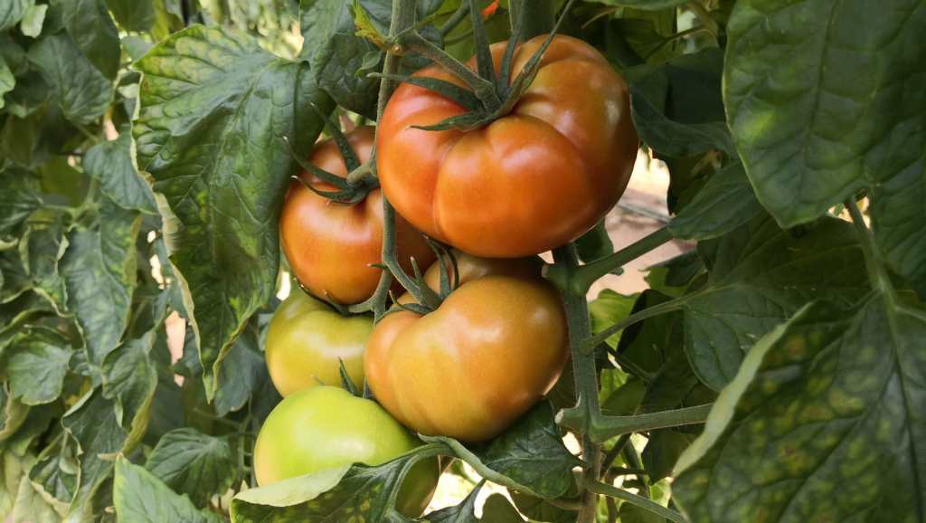 #MedioRural de #Moralzarzal regala a los empadronados plantas de #Tomates, #Berenjenas, #Pimientos de infante, Pimientos #italianos y #Melones. Nave municipal del Polígono Ganadero el lunes 20 de mayo de 12 a 14 h y de 16 a 18 h. hasta agotar existencias. Gentileza del #IMIDRA.