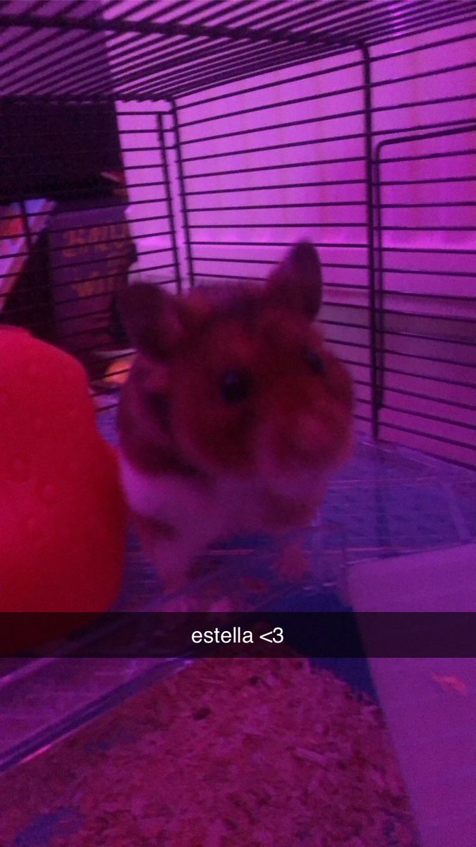 @KennyHoopla Hi guys! just wanted to hop on here i know i haven’t been active in a while, i just wanted to inform everyone estella passed away a few nights ago in her sleep ): rest easy little lady //