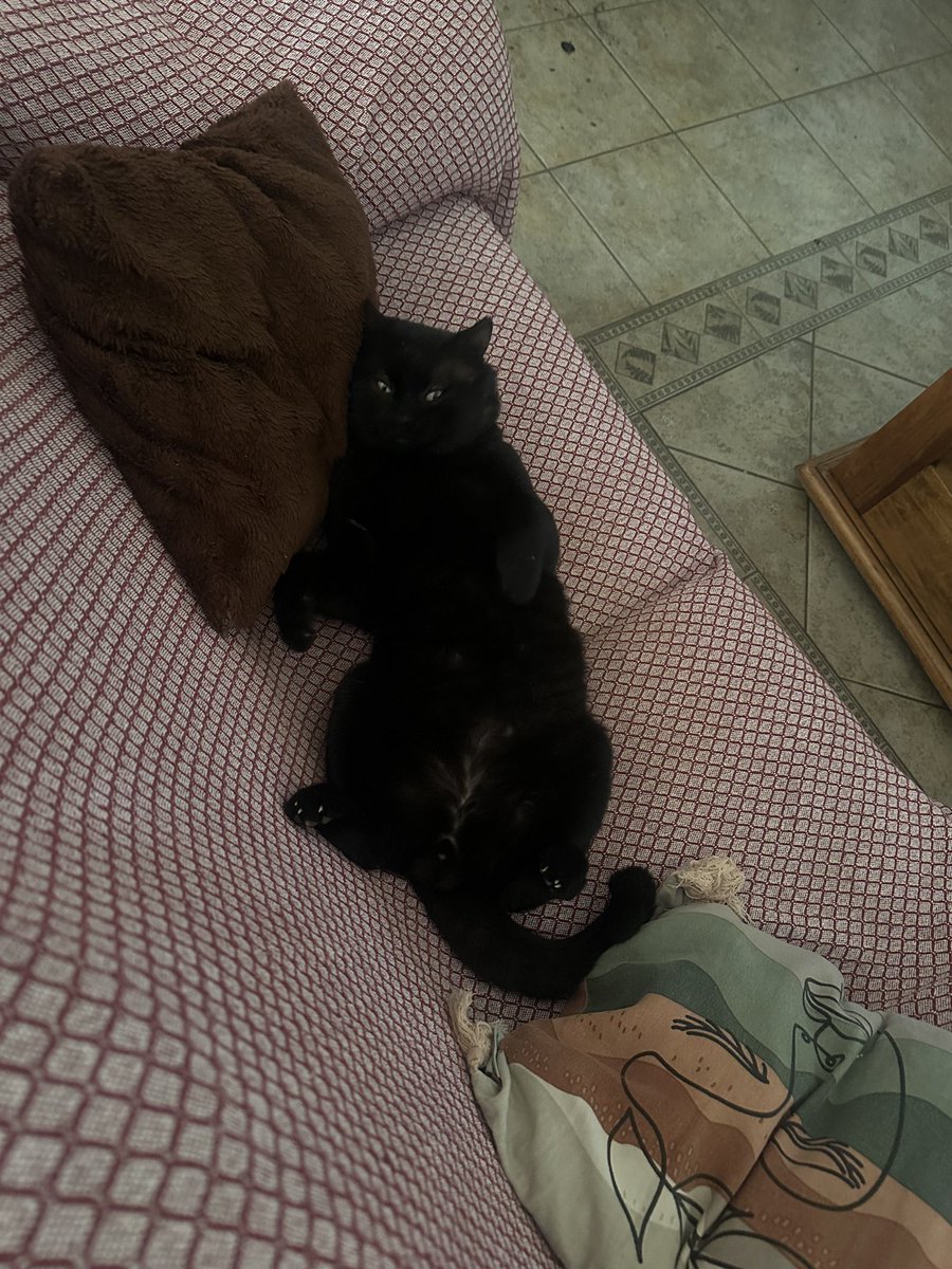 41issues's tweet image. te amo mi gatito hermoso, siempre en mi corazón ❤️‍🩹